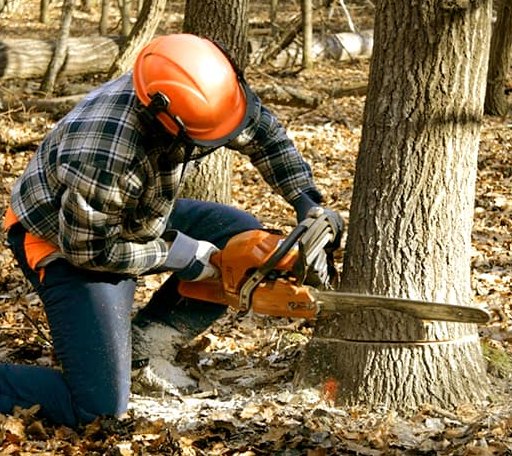 Tree Removal in Canova, SD
